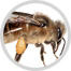 Honigbiene Bild