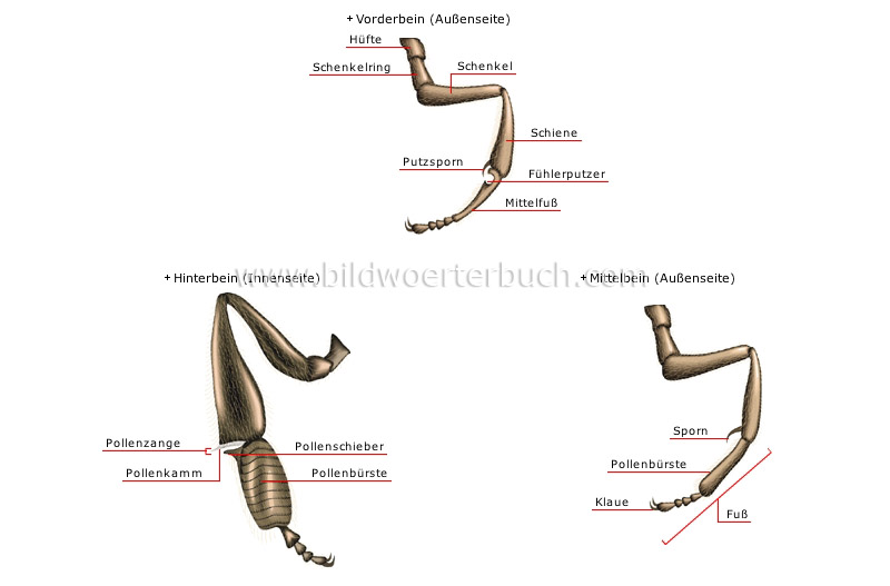 morphology of a honeybee: worker image