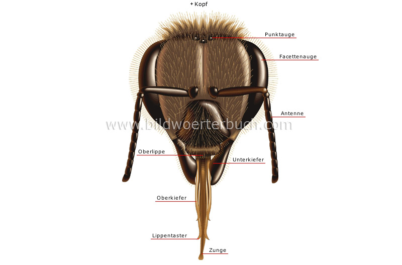 morphology of a honeybee: worker image