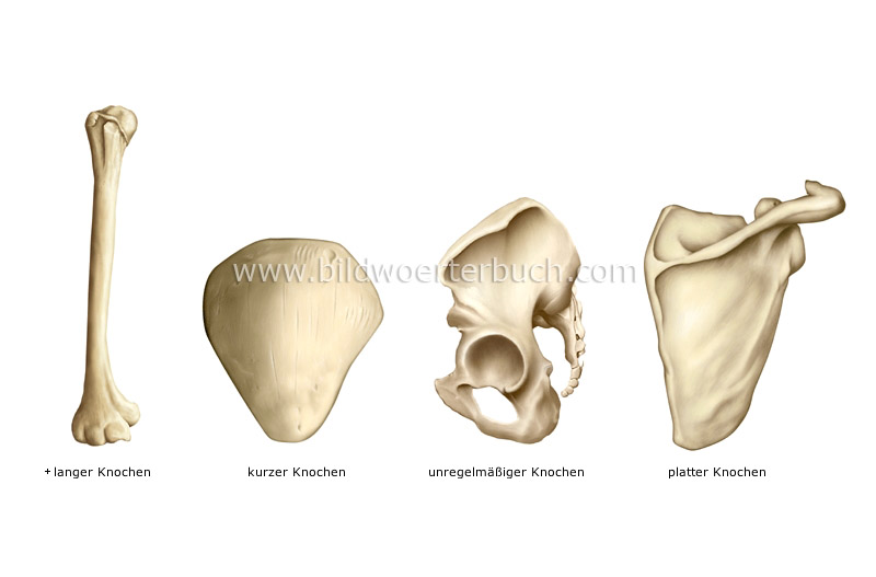 types of bones image