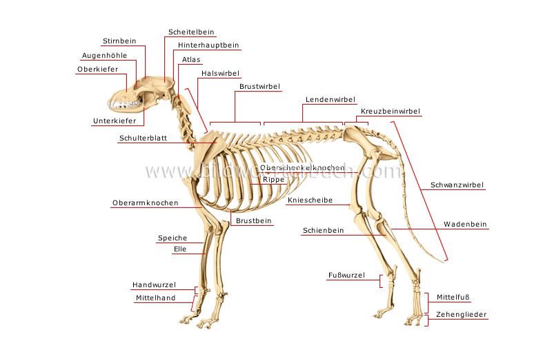 Skelett eines Hunds Bild