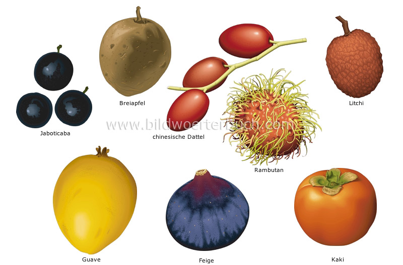 tropical fruits image