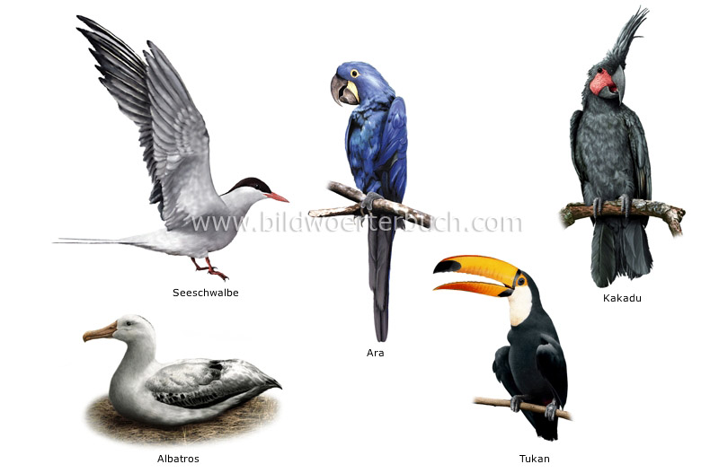 examples of birds image