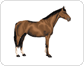 morphology of a horse