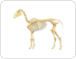 skeleton of a horse