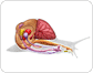 Anatomie einer Schnecke