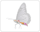 Anatomie eines weiblichen Schmetterlings