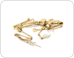 skeleton of a frog