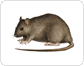 äußere Merkmale einer Ratte