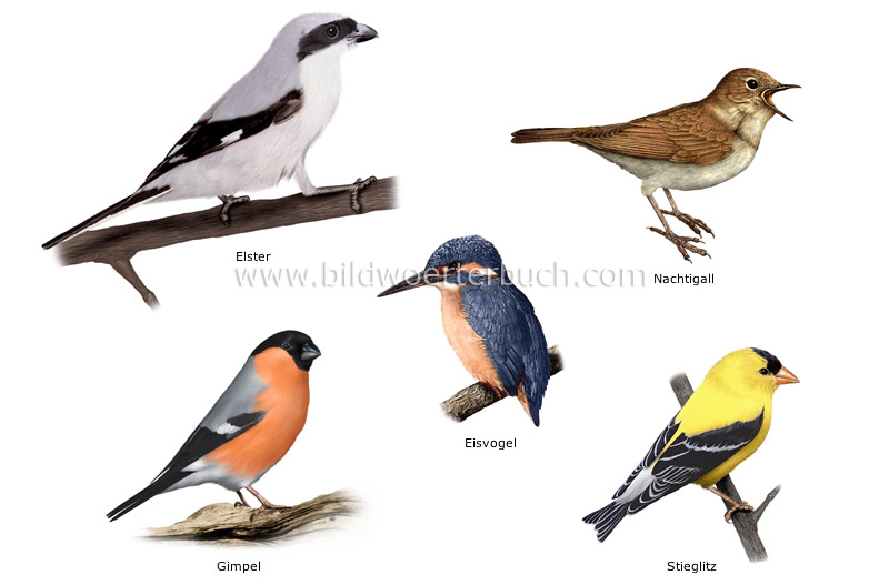 unterschiedliche Vogeltypen Bild
